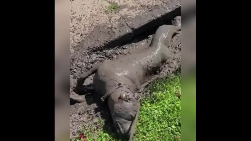 Грязевые ванны))