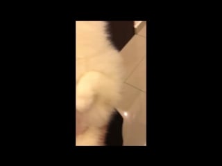 Naughty or nice viralhog