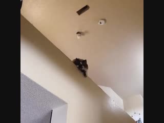 Cricket the one eyed cat+instautility e0174 mp4
