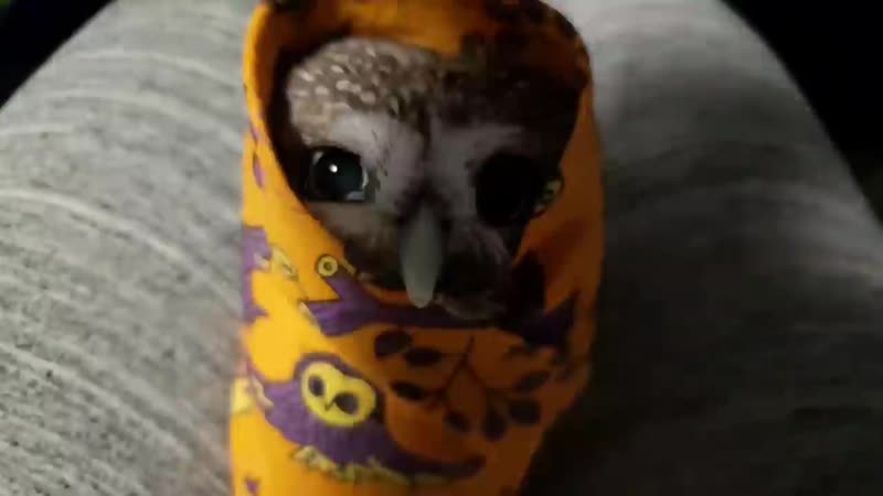 [yoll] злая соверма делает кусь сыч юйня в платочке