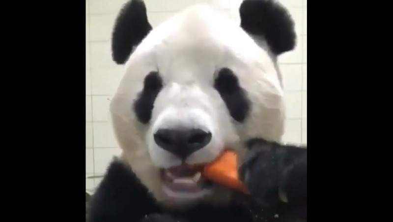 Морковные поедушки