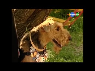 29 породы собак эрдельтерьер