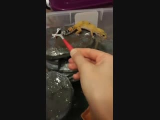 Видео от gecko and denka|reptiles