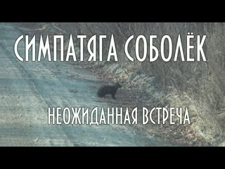 Соболь в тайге, встреча, съемка крупным планом