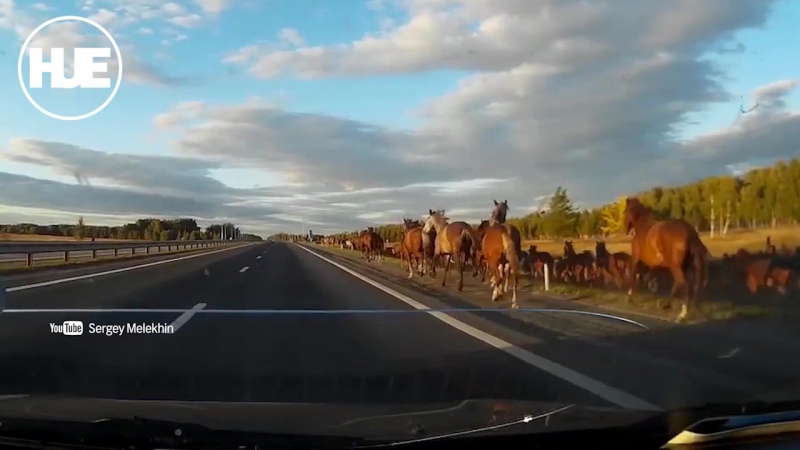Под челябинском стадо лошадей спровоцировало дтп