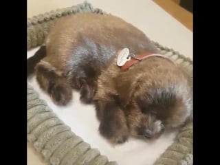 Real pcy 160907 instagram video update