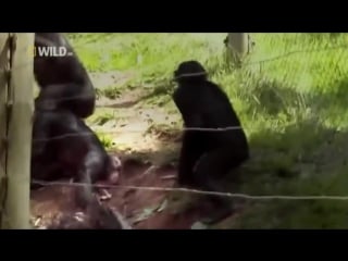 Талантливые молодые способности обезьян nat geo wild