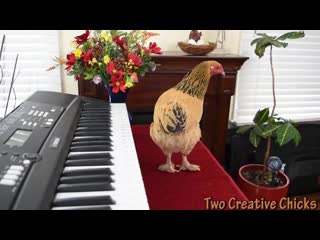 Chicken plays operatic aria on piano keyboard mp4