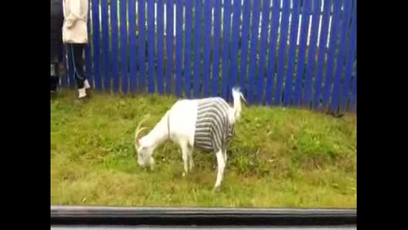 Минзәлә районында кәҗәләр дә трусик киеп йөри