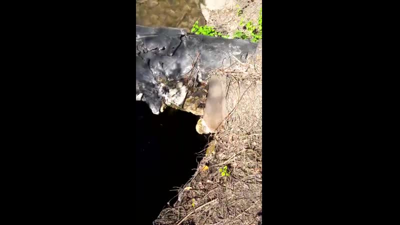 Миранда, слив барды