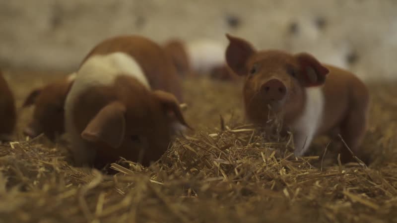 Датская протестная свинья