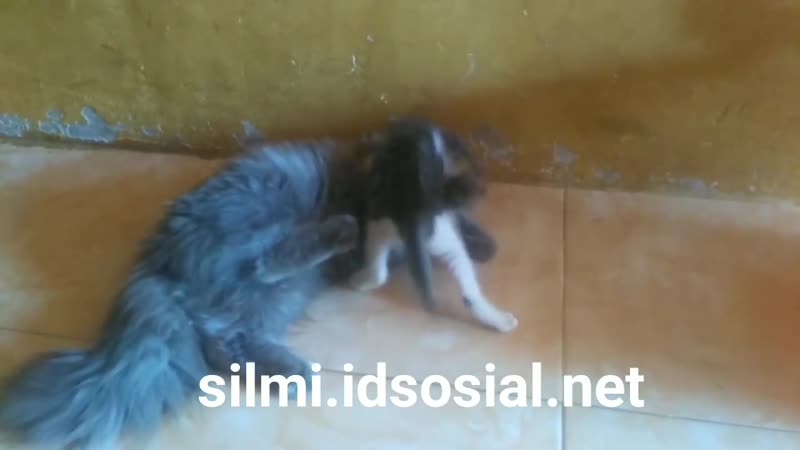 Kucing kecil kucing kampung vs kucing besar kucing persia