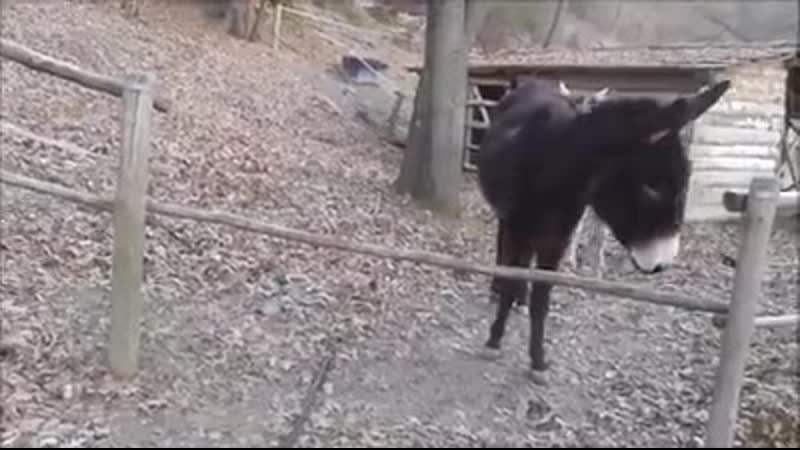 Не все ослы ослы