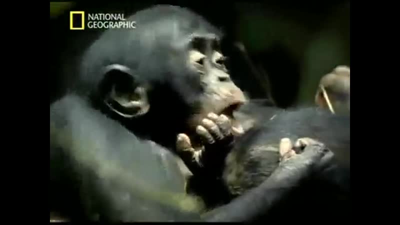 Сексуальность бонобо