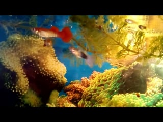 Trim 20180401 133522 mp4