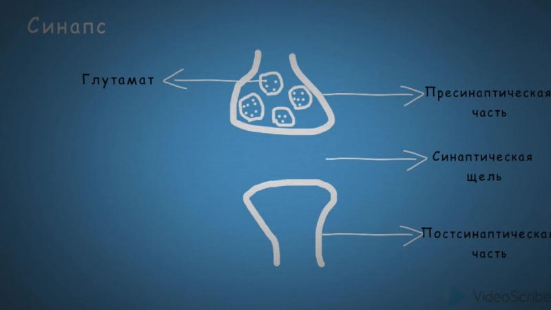 Биохимия памяти долговременная потенциация