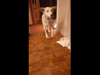 Снежок кушает