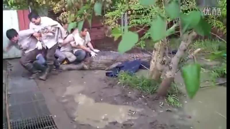 Неудачная поимка ложного гавиала