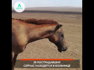 Последствия пожара в забайкалье | акула