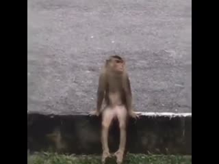 Мопед хочет угнать, пробивает обстаноу