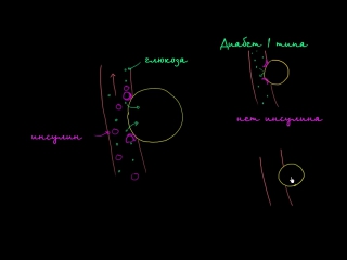 Глюкоза, инсулин и диабет