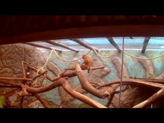 Uakarí calvo (cacajao calvus) uakari rubicundo (red face monkey)