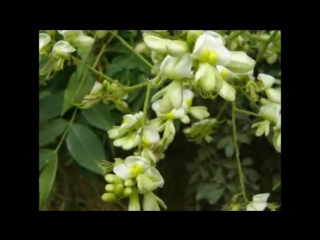 Софора японская sophora japonica