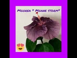 Moorea " moane storm "