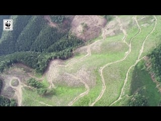 Активісти "лісової варти" wwf виявили масштабні суцільні рубки в усть чорнянському лісництві