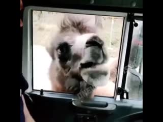 Прикольный попрошайка