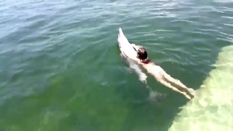 Плавает с дельфином