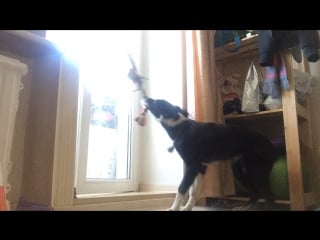 Зеленые август егерь и янки