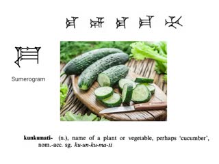 Hititçe hittite word of the day kunkumati (n ), name of a plant or vegetable, perhaps 'cucumber'