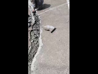 Live racing trans baikal club