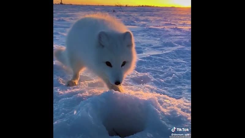 Наглый песец