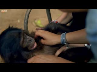 Bonobo loves being tickled