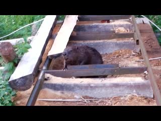 The day when i met wild beaver! 20150528 211559