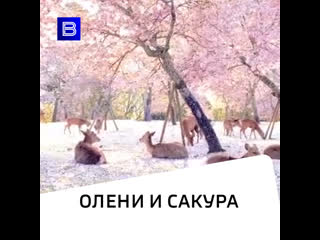 Олени и сакура