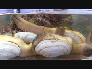 Japanese street food giant geoduck clam japan seafood