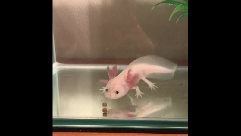 Аксолотль кушает