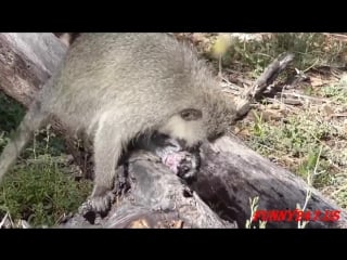 Обезьяна рожает роды у мартышки