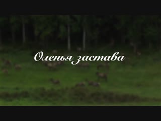 Оленья застава