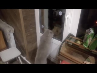 Открой мне, говорящий кот яков