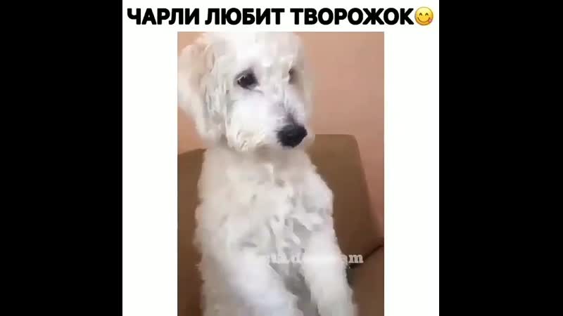 Творожок porn video – Творожок