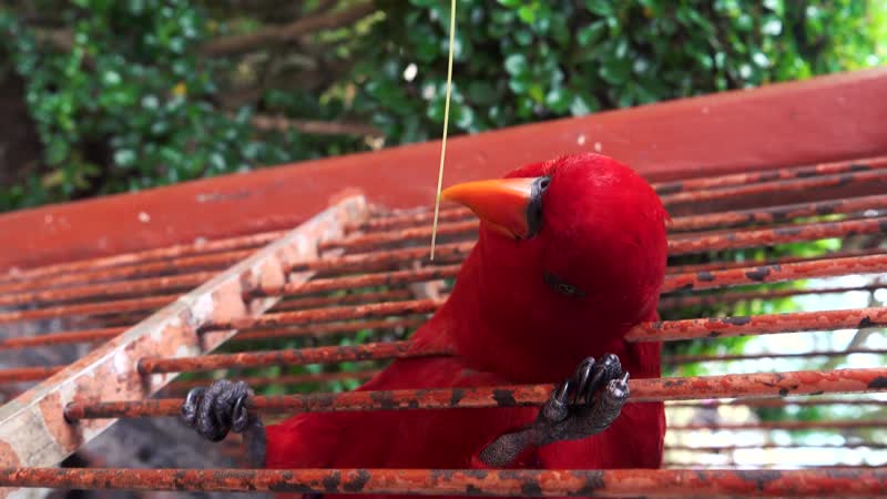 🎬 tom fisk close up view of a red parrot 🌌 porn (no copyright video 135) [4k]