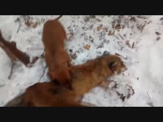 Охота с таксой на лису зимой