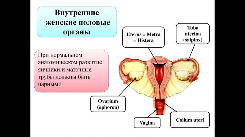 Аномалии развития женских половых органов