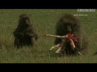 18+ бабуин заживо раздирает и ест детёныша газели/ graphic content warning baboon eating gazelle alive