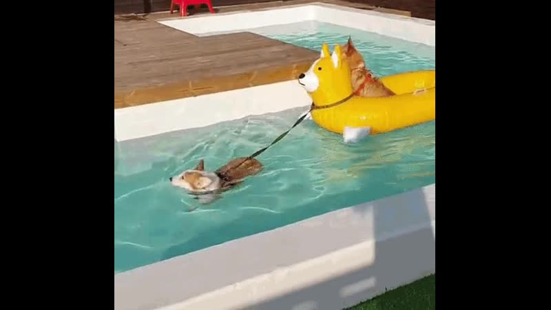 Гифки | корги | молодые | буксироа