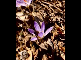 Margarita petrosyants 20200305 2 mp4